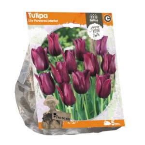 Baltus Tulipa Lily Flowered Merlot tulpen bloembollen per 5 stuks